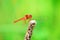 Close up detail of dragonfly. dragonfly image is wild with blur background. Red Dragonflies on flower