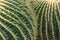 Close-up detail of Echinocactus Grusonii cactus, with unfocused background, in the Arganzuela greenhouse of Madrid