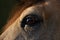 Close up detail of the eye of a bay criollo horse