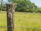 Close up detail of farm fence post with barbed wire and grass background