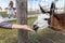 Close-up detail female person hand having fun enjoy feeding alpaca or lama animal with grass in hand at far yard or zoo. Children