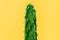 Close-up detail of flat and long green cactus on an illuminating yellow 2021 color trend background.