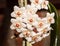 Close-up detail of a flowery wax plant or Hoya Carnosa