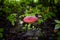 Close up detail of a Fly Agaric in the forest