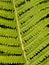 Close up detail of a fresh fern leaf growing in a formal garden