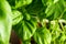 Close up detail of fresh green basil leaves