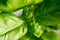 Close up detail of fresh green basil leaves