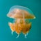 Close up detail golden jellyfish on blue turquoise underwater background