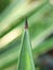 Close up detail with a green agave leaf with dark red spike needle