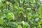 Close up detail with the green leaves and branches of Corylus avellana, the common hazel Male catkins plant