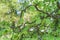 Close up detail with the green leaves and branches of Corylus avellana, the common hazel Male catkins plant