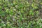 Close up detail with the green leaves and branches of Corylus avellana, the common hazel Male catkins plant