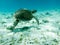 Close up detail of a Green Sea Turtle (Chelonia mydas) Swimming in Sunlit Caribbean Seas at Tobago Cays.