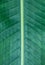 Close up detail with green tropical banana leaf. Dwarf cavendish leaf texture