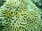 Close up detail of Grooved Brain Coral in Grenada, Eastern Caribbean.