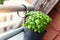 Close-up detail hanged bucket pot with green fresh aromatic basil grass growing on apartment condo balcony terrace