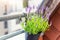 Close-up detail hanged metal bucket pot with green purple lilac fresh aromatic blooming lavender flowers growing