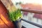 Close-up detail hanged metal bucket pot with green purple lilac fresh aromatic blooming lavender flowers growing