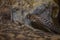 Close-up with detail of the head of a cobra snake coming out of