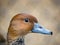 Close up detail with the head and neck of a Canvasback Aythya valisineria duck