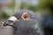 Close up detail of homing pigeon bird with natural sun light