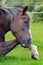 Close up /detail Horse / pony tail resting her head on her foreleg