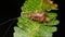 Close-up detail image of katydid on green leaves