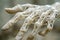 Close up Detail of Intricate Lizard Skin Shedding Off in Natural Environment with Blurred Background