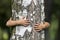 Close-up detail of isolated growing big strong tree trunk embraced from behind by small white child hands on blurred background.