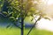 Close-up detail of isolated lit by summer sun growing alone strong fruit tree with green leaves on bright grassy green blue sunny