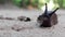 Close-up and detail of a land slug slowly crawling forward in the sand.