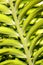 Close Up Detail Of Leaf On Cycad Plant