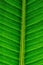 Close up of detail line on green sheets of elastic ficus for texture background. Vertical format