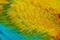Close-up detail of parrot plumage. Scarlet Macaw, Ara macao, detail of wing, nature Costa Rica.
