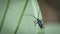 Close up detail of Pine Sawyer Beetle - Ergates spiculatus