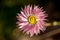 Close up detail of pink everlasting daisy Rhodanthe chlorocephala showing yellow eye and delicate petals from above.