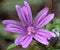 Close up detail of pink and lilac mauve flower.