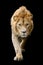 Close up detail portrait of big male lion on black background