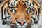 Close-up detail portrait of tiger. Sumatran tiger, Panthera tigris sumatrae, rare tiger subspecies that inhabits the Indonesian is