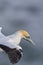 Close up detail portrait of the yellow head of an australasian gannet in flight