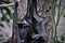 Close up detail of Pteropus are commonly known as fruit bats or flying foxes hanging from the rope