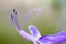 Close up detail of purple blue flower `blue glory bower` or `blue butterfly bushâ€