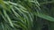 Close up detail of raindrops falling down on green leaf during heavy summer monsoon rainfall. Water Drops washing tree