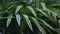 Close up detail of raindrops falling down on green leaf during heavy summer monsoon rainfall. Water Drops washing tree