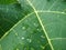 Close up of detail raindrops on green papaya leaves