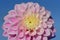 Close-up and detail shot of a pink blossom of a dahlia with fresh petals and drops of water against a blue sky in nature in summer