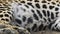 Close up and detail shot of wild resting male leopard or panther fur and furry body breath fast view from front in outdoor