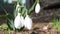 Close-up detail of snowdrops flower in the natural environment
