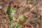 Close-up detail of spent and drying scotch thistles with shallow