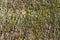 Close up detail of a straw thatched roof